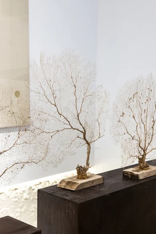 CONJUNTO DE GORGONIAS — foto 3