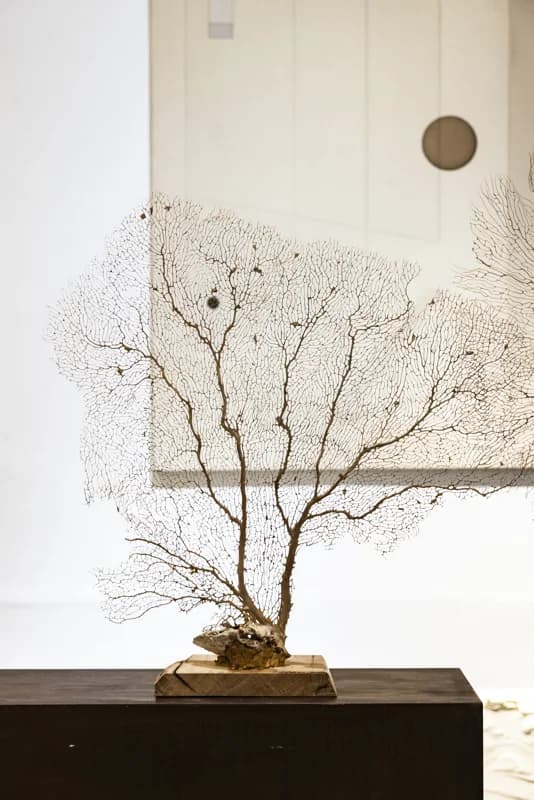 CONJUNTO DE GORGONIAS — foto 4