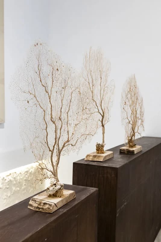 CONJUNTO DE GORGONIAS